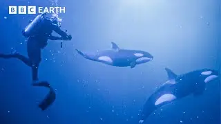 Night Dive with Orcas: Incredible Deadly 60 Predator Encounter! | BBC Earth Kids
