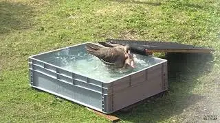 Geese mating at Nordens Ark