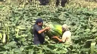 ZAPALLO PERUANO ICA, OCUCAJE 2011