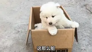 养殖户家的微笑天使萨摩耶，给我 650一条。价格行吗？ #萨摩耶犬