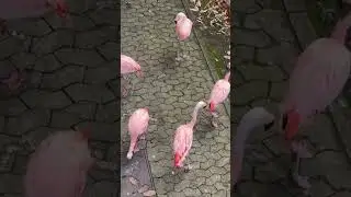 long legs ,long neck S-shaped, pink feathers, We are flamingos