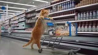 Cats can shop too