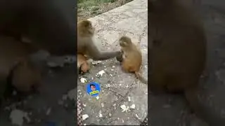 X Nudity For BBL || XXXXXX Funny Video|| Funny Hit XBBL