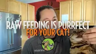 Why Raw Feeding is Purrfect for Your Cat’s Health!