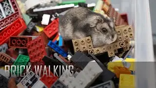Minime the Hamster - Roaming in a brick bin