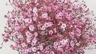 Bunga Baby Breath Pink Devf 11