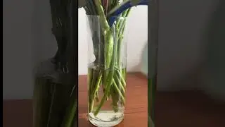 Советы флориста по сохранению свежести цветов