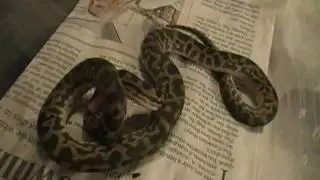 Spotted Python (Antaresia Maculosa)