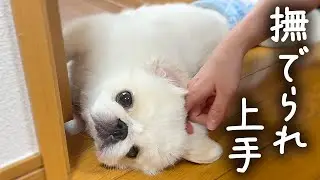 撫でられ上手な犬、間違えれば即ダメ出し。【ペキニーズとパグ/ミックス犬/pekingese pug】