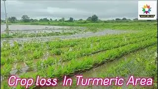 हळद पिक नुकसान Heavy Turmeric Crop Loss Maharashtra Reagen #turmeric #agriculture #हळद #haldi 