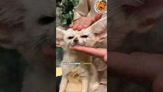 Fennec Fox.#fox #shorts #animal #shortvideo #cute #funny #youtubeshorts #pets