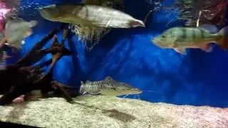 VIDEO0040