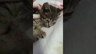 Котенок мурлычет 🐈&zwj;⬛🐱  #dogvlog #cat #мурлыканье #котенок