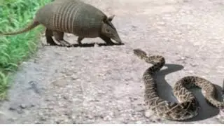 Jiboia pegou um tatu-canastra