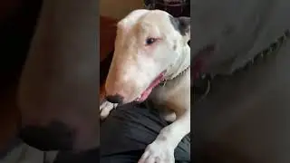 Kitten-Duck-Cane Corso-Bull Terrier