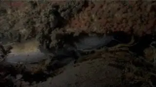 North Sea clip - Fish: Small-spotted Catshark, Atlantic Cod, Bull Rout, Common goby, Atlantic horse mackerel