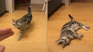 Cat Playing Dead After Finger Shot