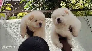 Chow chow