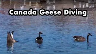 Canadian Geese Diving and Dabbling In The Water