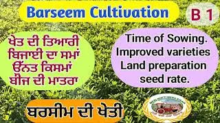 Barseem Cultivation (ਬਰਸੀਮ ਦੀਆਂ  ਕਿਸਮਾ, ਬੀਜ਼ ਅਤੇ ਹੋਰ ਜਾਣਕਾਰੀ) Shergill Markhai