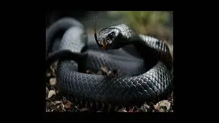 Black Mamba: Africa's Agile and Venomous Predator