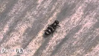 Euxesta - Picture-winged fly (Ulidiidae)