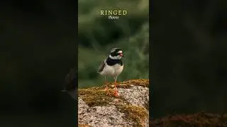 The little Ringed Plover returns to its nest to warm the eggs.