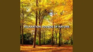 Outdoor Sounds