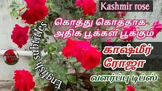 Kashmiri Rose   Easy to grow rose for beginners in Tamil