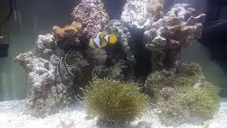 marine tank toadstool torch coral clown banggai