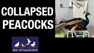 Collapsed peacocks visit Bird Vet Melbourne