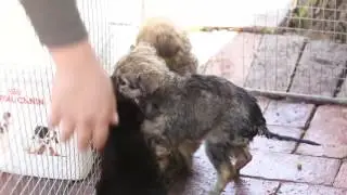 AWSS Puppy Block