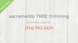 Tree Service   Sacramento, California | Call: (916) 993-5429