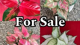 Aglaonema plants for sale/Online /8281723614