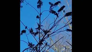 Tic Tac UFO Over Letchworth England. 24th February 2022