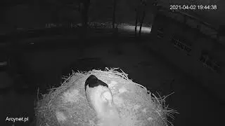 Pierwszy #Bocian - zostaje na noc - #zambr&oacute;w #bociany #bocianyzambrow #zambrow #wzambrowie