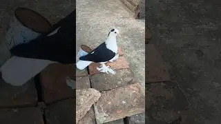 #fancy pigeon baby beautiful chicks 😍🥰🕊️ kubater topquality #shortvideo #trend #shoryfeed #shorts