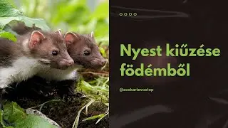 Nyest kiűzése födémből - soskartevostop.hu
