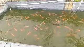 Update perkembangan ikan nila umur 4 bulan dari menetas ||28 desember 2025