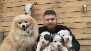 Fıstık’s Puppies Turned Out Amazing! Looking for Loving Homes