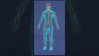 Where implicit memory triggers come from