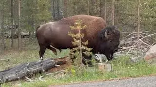 HUGE BISON SIGHTING IN YELLOWSTONE!