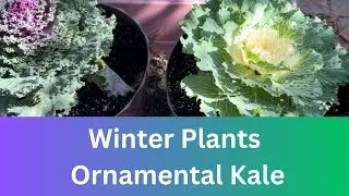Winter Plant Ornamental Cabbage or Kale | How to Grow Ornamental Kale in winter and Save Seeds |