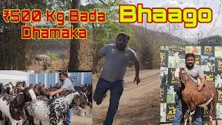 Rawalpindi Express Nahi Rukhegi | Heaviest Goats Lowest Rate | ARMF Goat Farm Rehman Mistry Bhiwandi