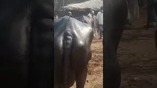 zubair ganj pashu market ayodhya up#shorts #trending #pashumela #ytshorts
