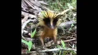 Funny Animal 😂 - Madagascar Striped Tenrek 🔥