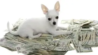 Copy Paste Cash - How to Make Money With!