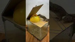 Ratos? Resolvido em 24h: Armadilha | CASEIRA e F&Aacute;CIL 🐭✅#rat #shorts #video