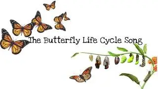 The Life Cycle Of A Butterfly Movement Song