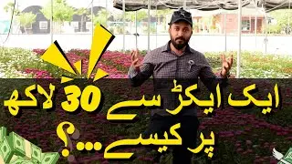 Earn 30 Lakhs from 1 Acre in 3 months | Chinese Aster | Cut Flower | Agri Flora Farms |